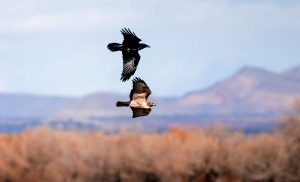 Native American Hawk and Crow Meaning and Stories