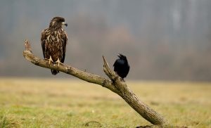 Native American Hawk and Crow Meaning and Stories