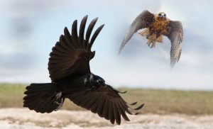 Native American Hawk and Crow Meaning and Stories