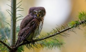 Owlet Dream Meaning