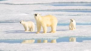 International Polar Bear Day Meaning and Stuff to Do this February 27th