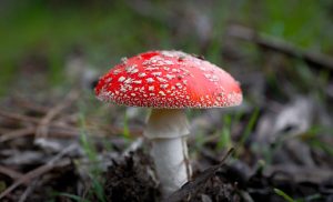 Symbolic and Spiritual Meaning of Mushrooms