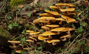 Symbolic and Spiritual Meaning of Mushrooms