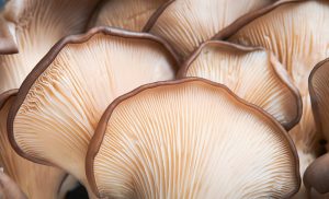 Symbolic and Spiritual Meaning of Mushrooms