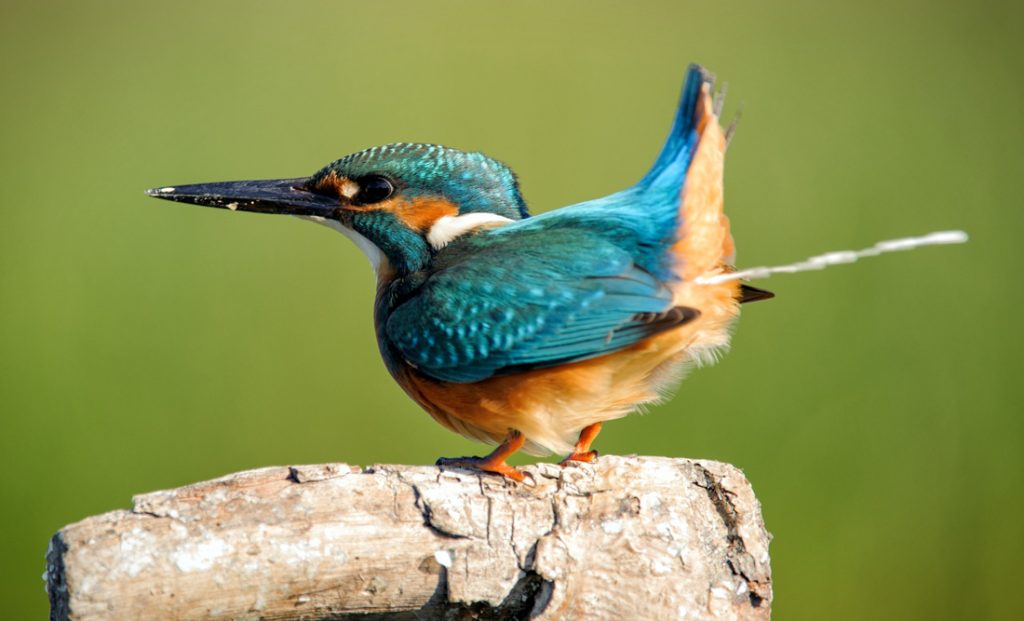 What It Means When A Bird Poops On You And Other Symbolic Bird Signs