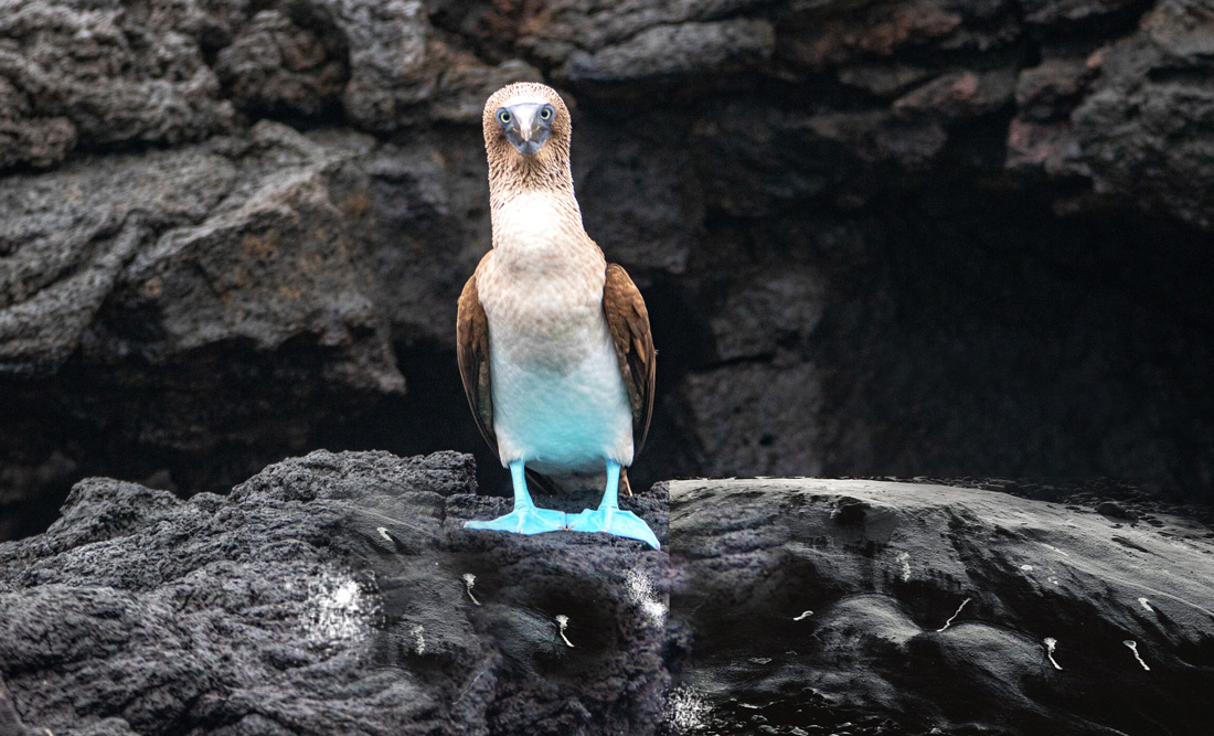 what-it-means-when-a-bird-poops-on-you-and-other-symbolic-bird-signs