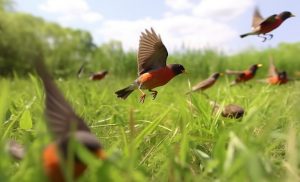 Birds of Spring and Their Meanings