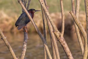 Heron Meaning and Symbolism