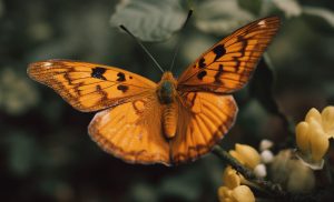 Meaning of Butterfly Colors Orange