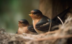 Symbolic Swallow Meaning