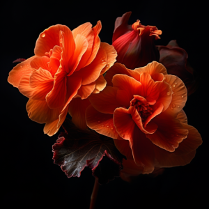 Sacred Plants - Begonia