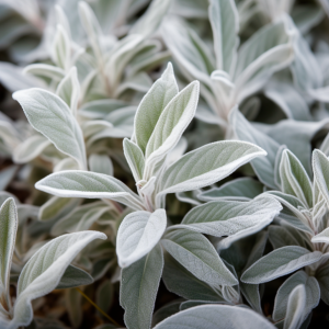 Sacred Plants - White Sage