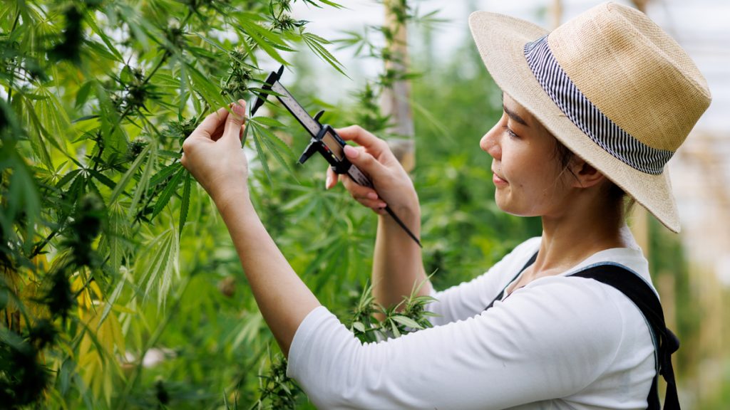 Tips for Visiting a Farm dispensary