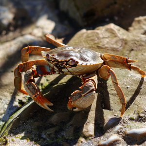 Symbolic Spirit Animals of July - Crab