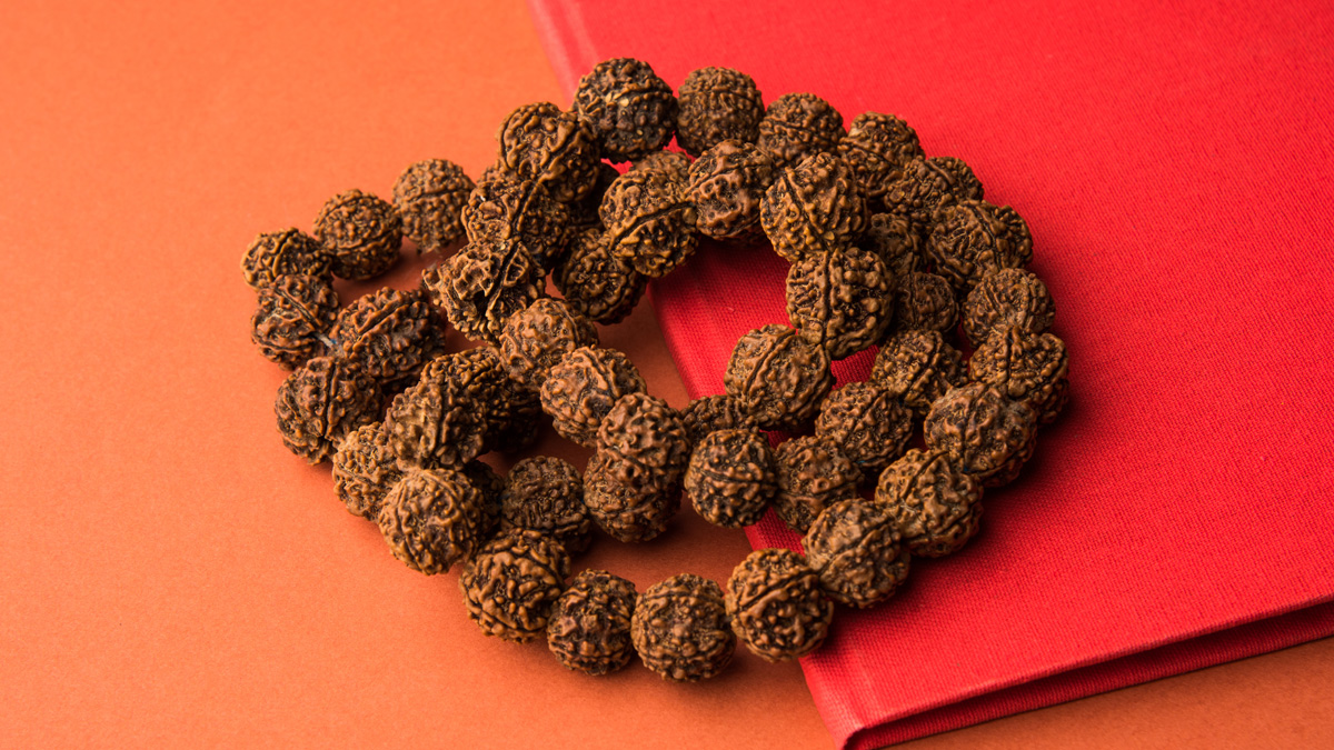 7 Mukhi Rudraksha